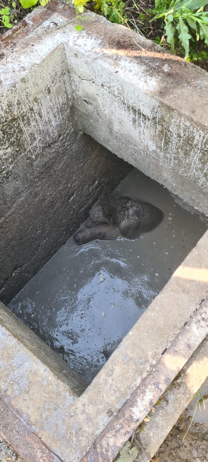 O ursoaică a căzut într-o fosă septică neacoperită din Sinaia și și-a ţinut puiul pe creştet pentru a-l proteja. VIDEO