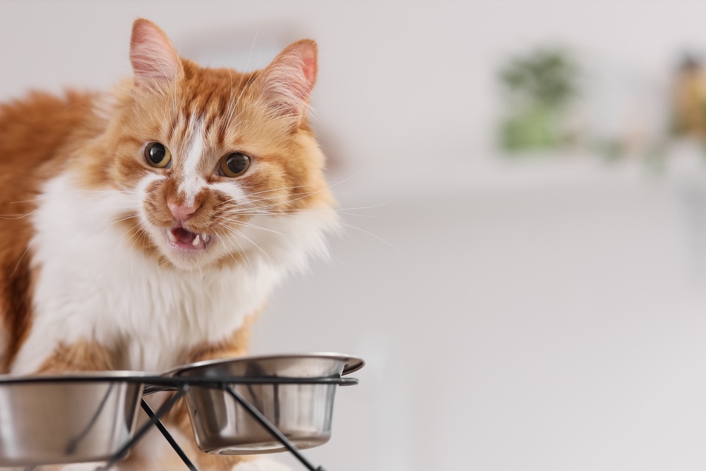 Miért hagyja ott a macska az ételt? - Itt a kutatók válasza