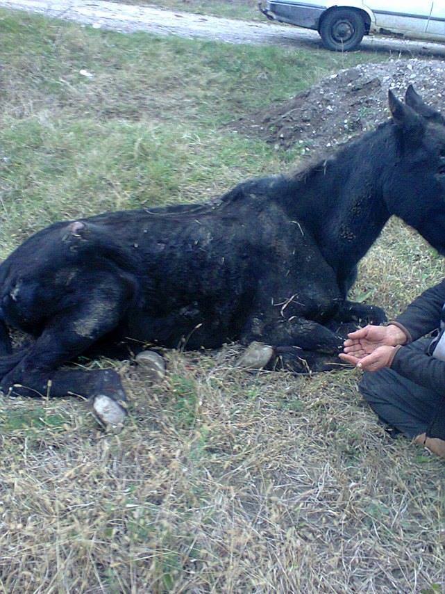 Ce a fost în capul lor? Câine tăiat cu sabia, cal maltratat și selfie cu lupul mort! FOTO