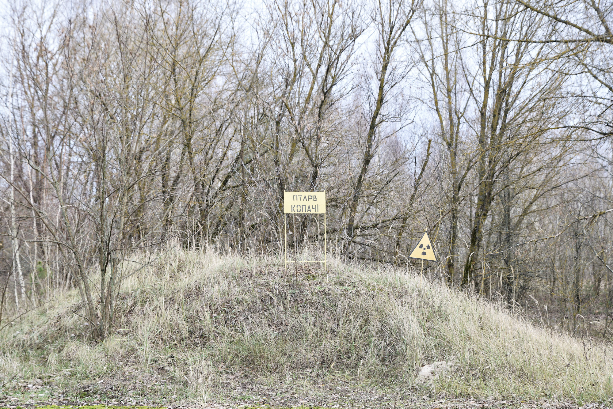 „Aveau fețele umflate și roșii. Pun pariu că nu mai sunt în viață”. Ce s-a întâmplat în „Pădurea Roșie” de la Cernobîl, unde rușii au săpat tranșee pe durata asediului de 45 de zile | FOTO