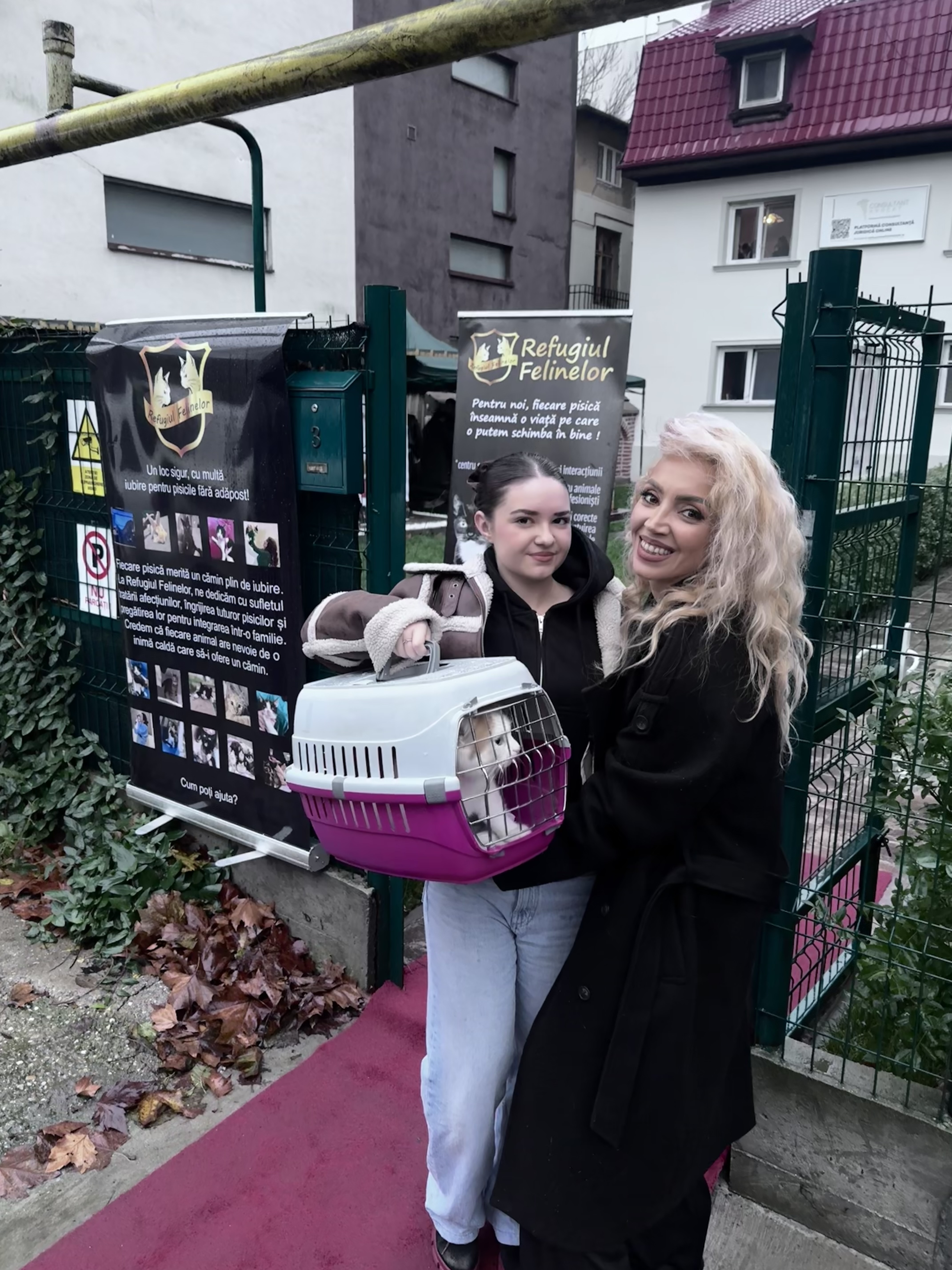 Casa de avocatură transformată în târg de adopție pentru pisici. Povestea pisicilor Aristo și Crat. Marius Todeancă, avocat: „Responsabilitatea față de animale este un semn de civilizație, nu un hobby”
