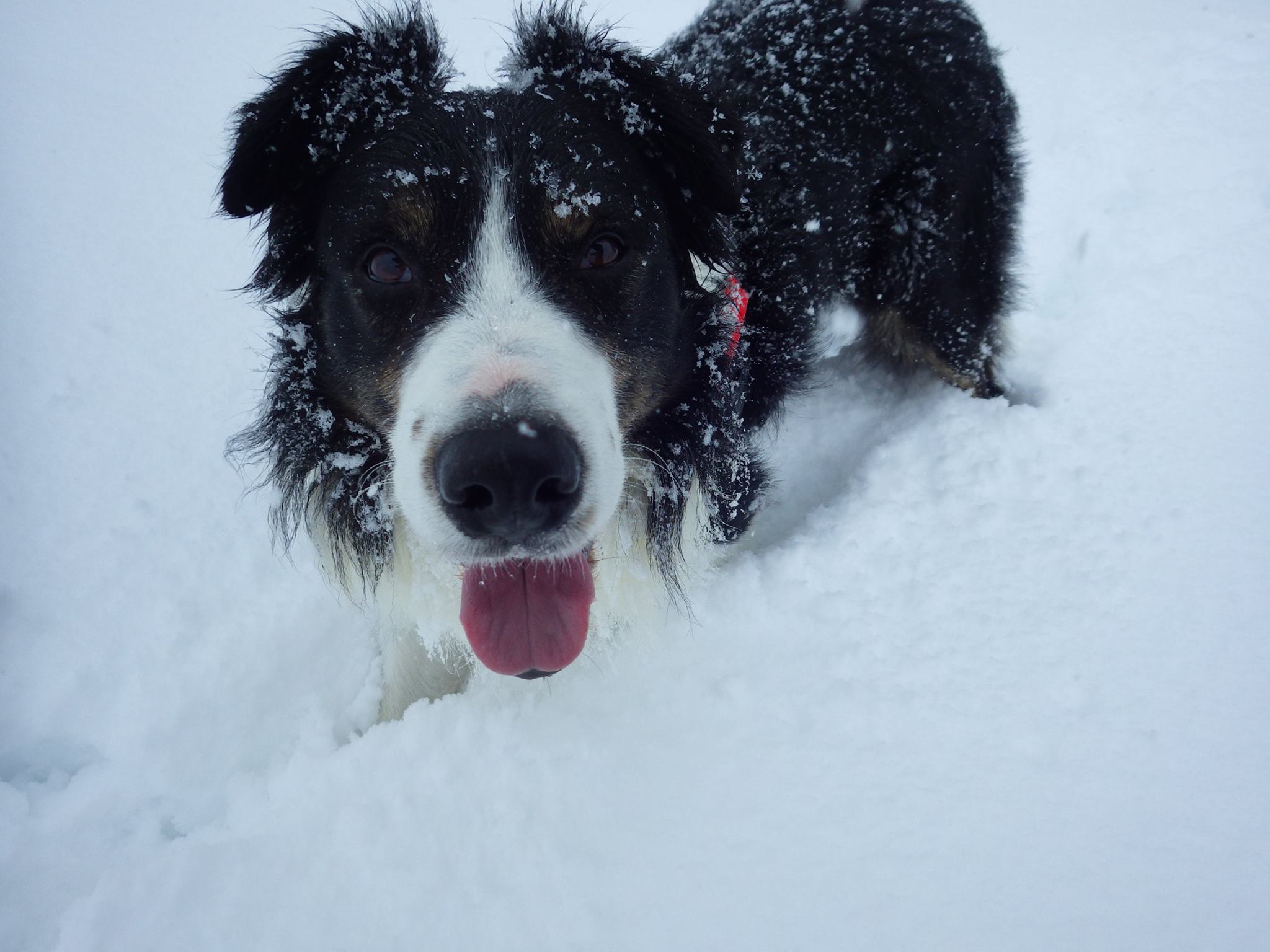 REPORTAJ/Povestea câinilor de avalanșă Helios și Dara sau încrederea de nezdruncinat dintre om şi animal: "Unde merg eu, merg şi ei"/ FOTO