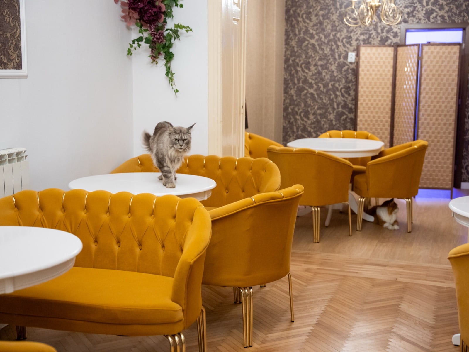 Prima cafenea cu pisici Maine Coon din România se deschide în București. Unde se află locația, prețurile din meniu și regulile casei