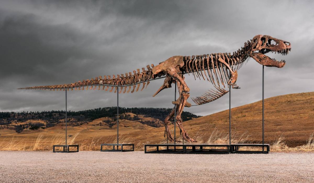„Gus” este cel mai scump dinozaur din lume: suma-record cu care s-a vândut un T-Rex uriaș de 67 de milioane de ani, în SUA | VIDEO