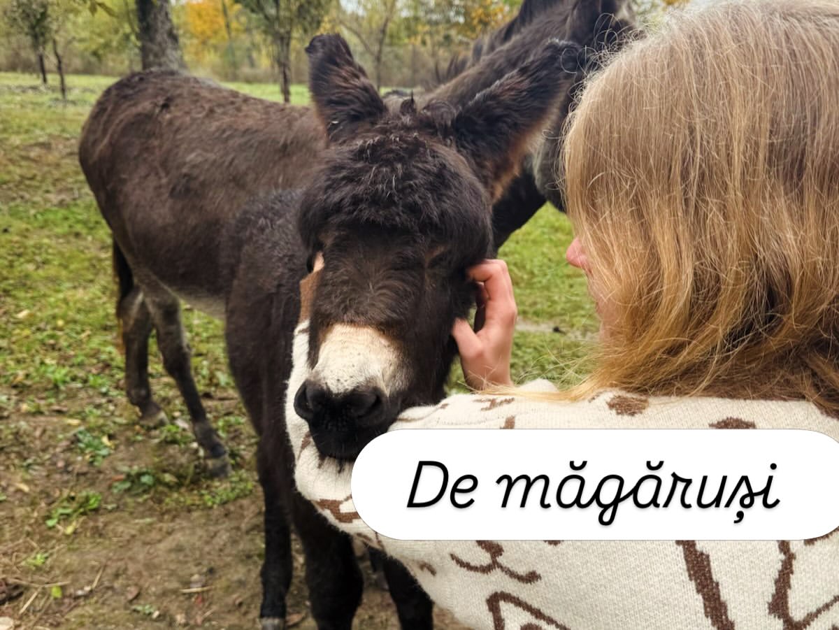 Imagini din gospodăria lui Dragoș Bucur și a Danei Nălbaru. De doi ani trăiesc la țară: „A fost cea mai bună decizie”