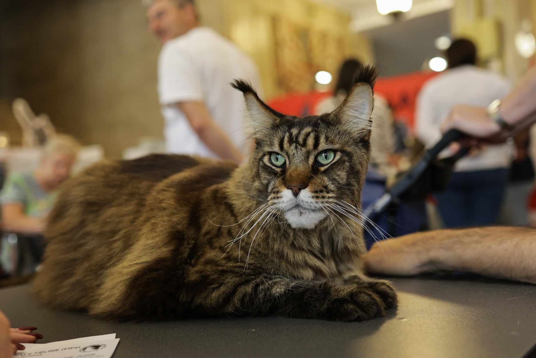 Nordri, câştigătorul cupei europene feline 2024, un superb motan alb din rasa Norvegian de Pădure, poate fi admirat la SofistiCAT, la Sala Palatului