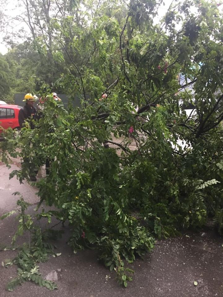 FOTO / Acoperişuri smulse şi copaci doborâţi de vânt, la Arad. S-a înregistrat și un deces
