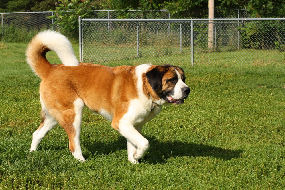 Saint Bernard - ce temperament și personalitate are cel mai iubit câine din lumea întreagă