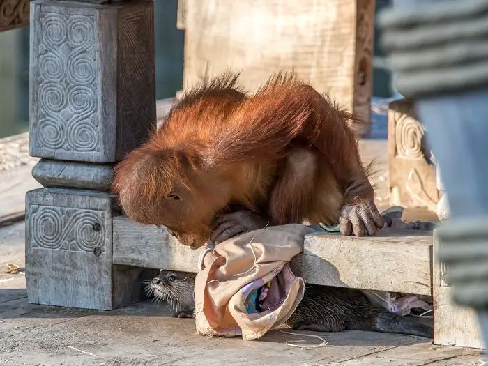Urangutanii și vidrele s-au împrietenit, la o grădină zoologică din Belgia. Îngrijitorii au surprins animalele jucându-se împreună