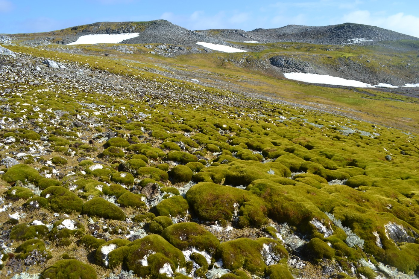 Imagini din Antarctica unde ghețarii se topesc într-un ritm alarmant, iar unele zone au înverzit: „Influența schimbărilor climatice nu are limite”