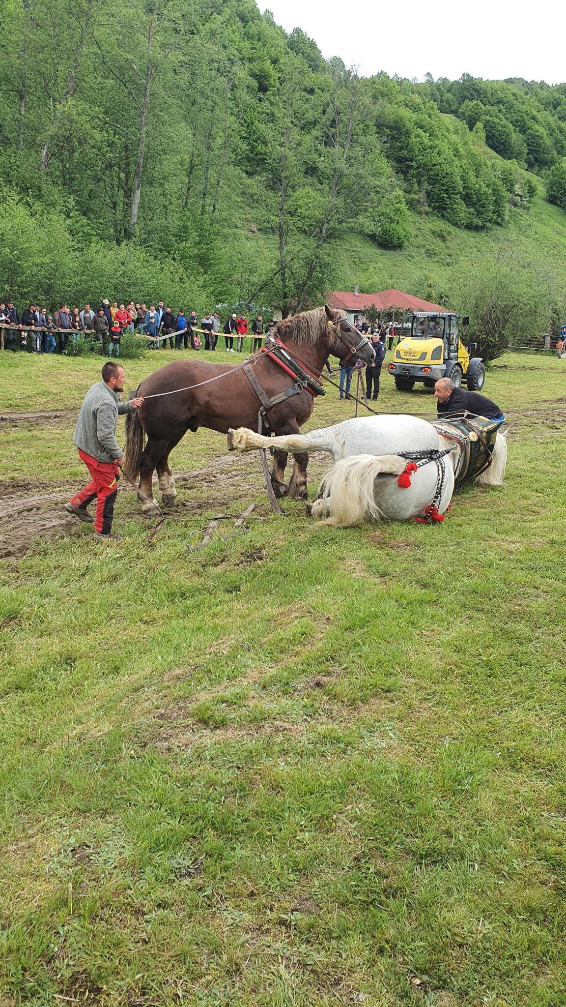 Povestea lui Falko, calul de tracțiune mort după un concurs de tras bușteanul. De ce proprietarul din România l-a revândut după trei zile