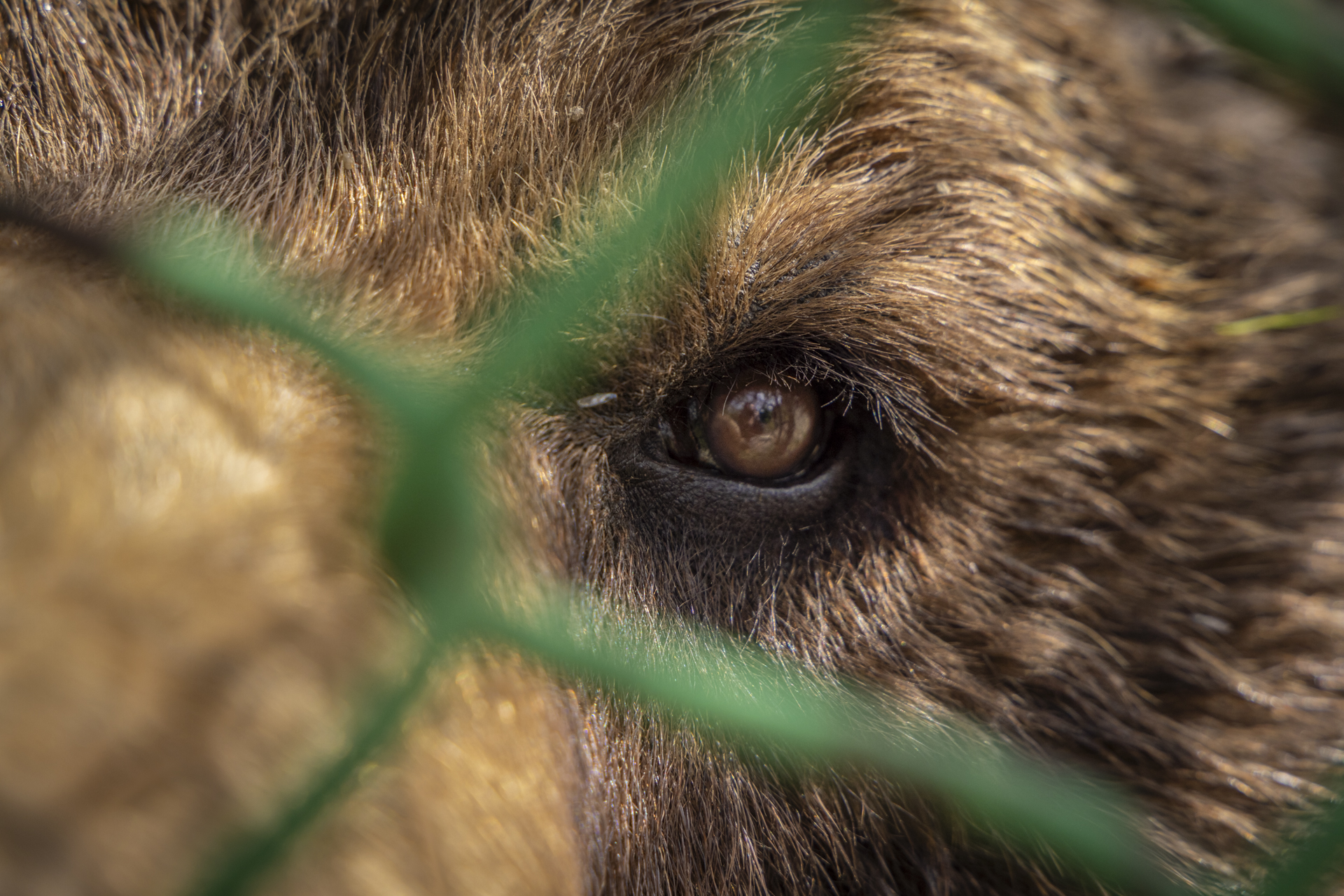 Apel către Ministerul Mediului pentru salvarea ursului Baloo, captiv de 25 de ani în Straja: „180.000 de oameni din întreaga lume au semnat petiția. Nu e mascotă turistică”