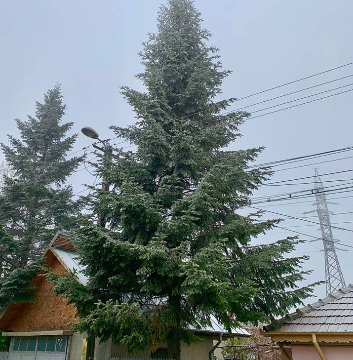 VIDEO&FOTO/ Bradul de Crăciun de la Buzău, donat de un localnic nevoit să-l taie: "Când s-au apropiat cu drujba de el, mi-au dat lacrimile"