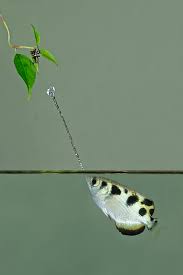 The archerfish [SteveGettle]