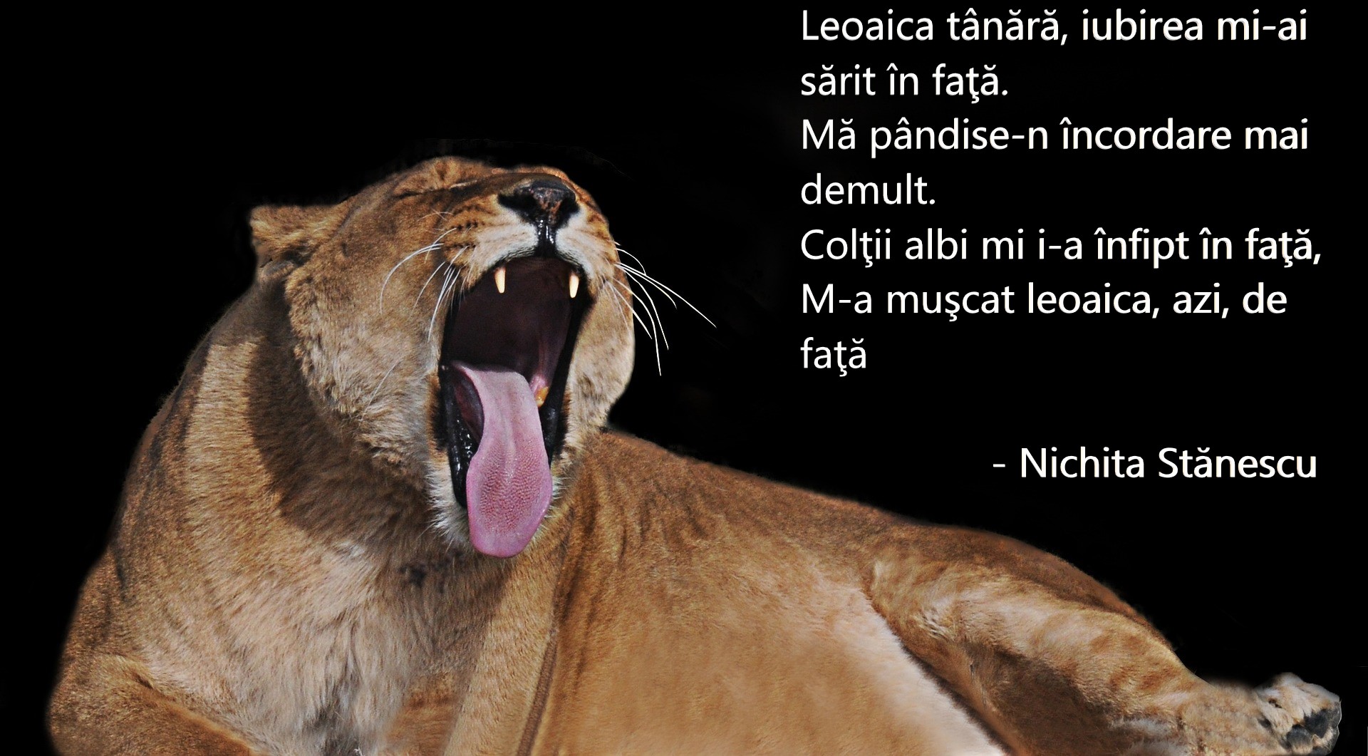Nichita Stănescu poezii - versuri celebre și mai puțin cunoscute ale poetului