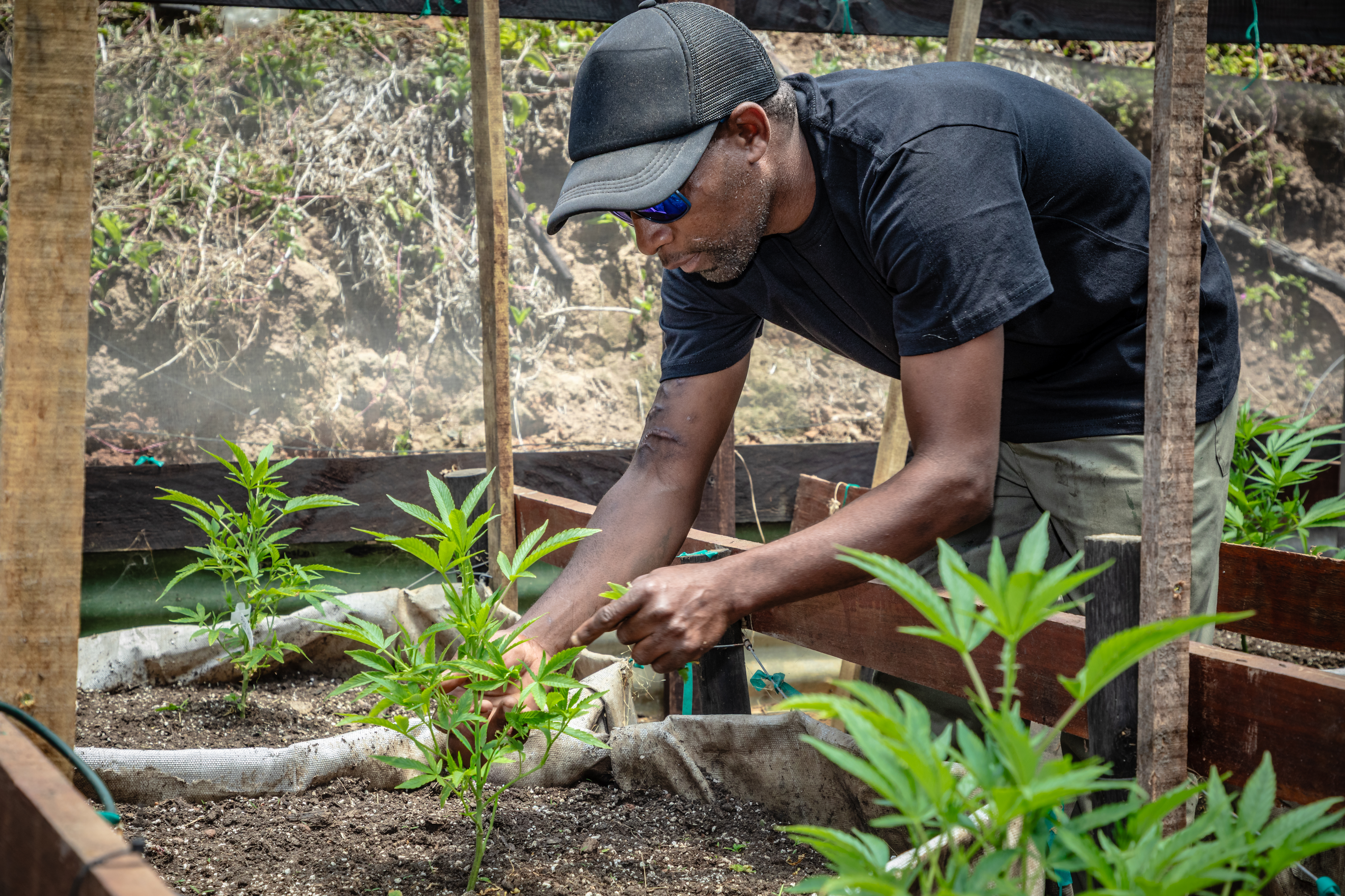 A male farm worker bends over to inspect young cannabis plants during cultivation. The image highlights professional agricultural work, plant care, and early-stage cannabis growth in a farming environment. [Stock Photo/Getty Images]