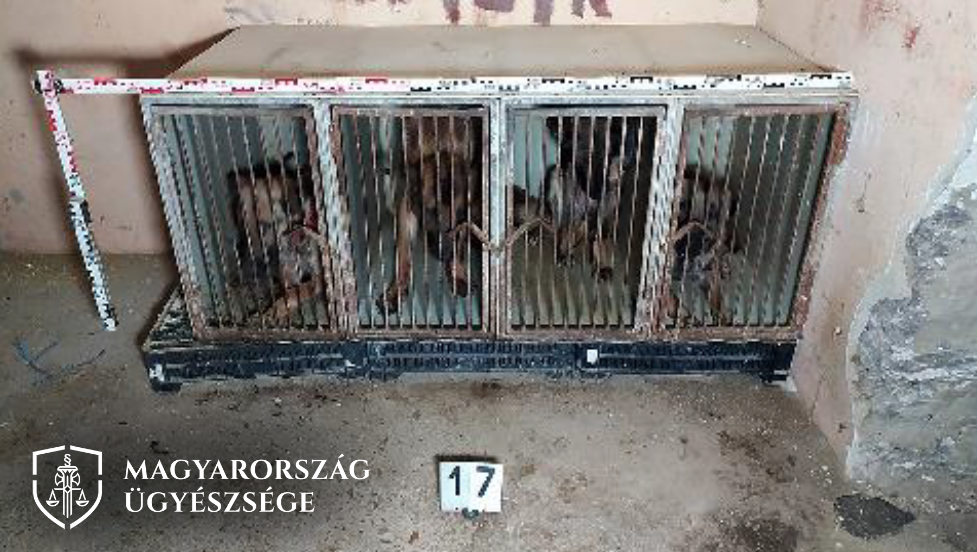 Kegyetlen állatkínzás Cegléd mellett: volt olyan kutya, amelyik a napfényt sem láthatta