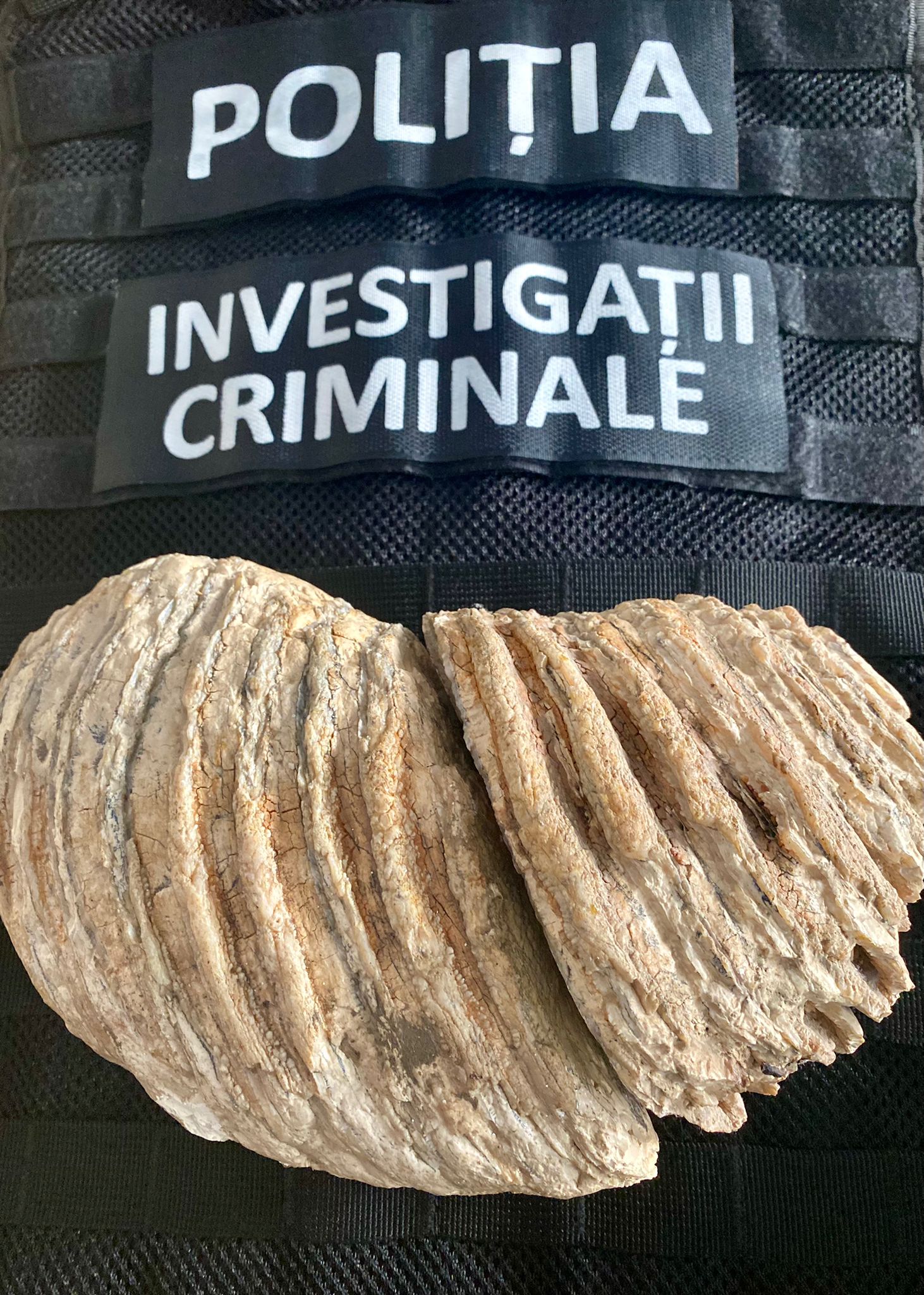 Molar de mamut vechi de 10.000 de ani, scos la vânzare pe internet de o femeie din Neamț care credea că e o piatră decorativă