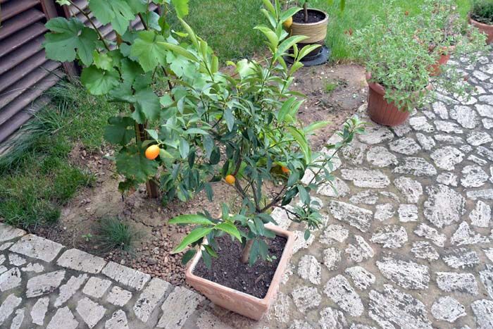 Un orădean are în grădină zeci de soiuri de plante şi pomi de pe cinci continente FOTO