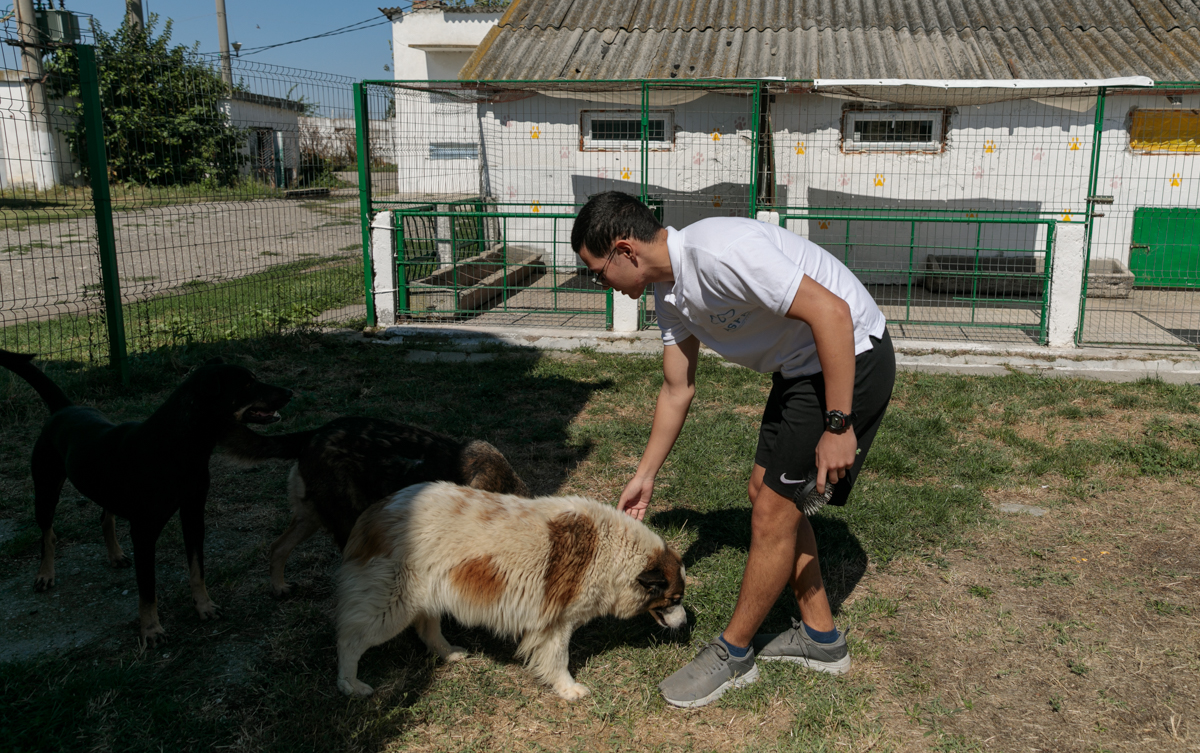 „Îi oferi o viață, iar când crește, îl arunci pe stradă. Ăsta este egoism”. Patru studenți din Turcia au grijă de câinii abandonați din București