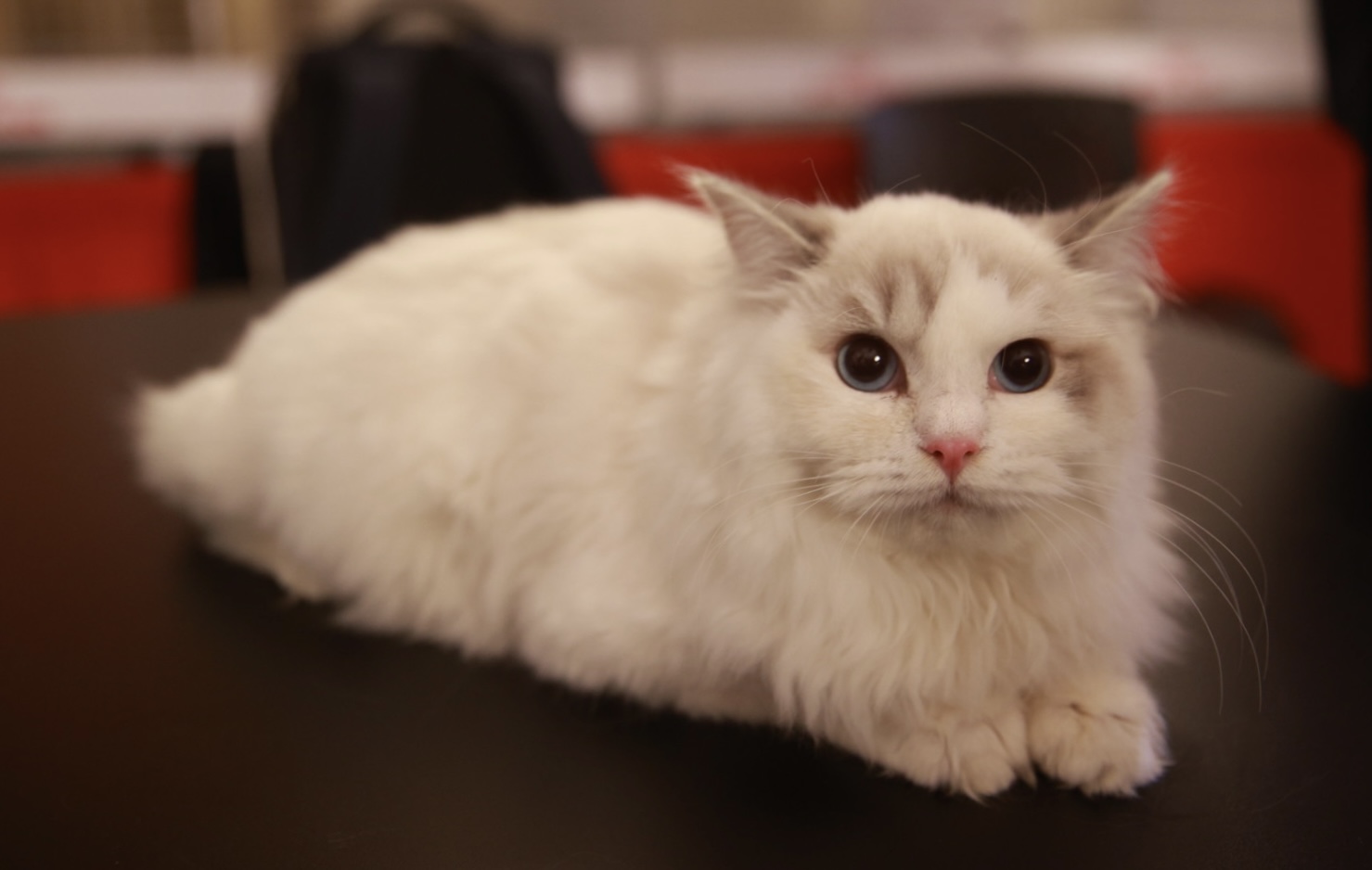 Pisici de top, priviri hipnotizante și povești spectaculoase. Cum a fost la Salonul Felin Internațional SofistiCAT