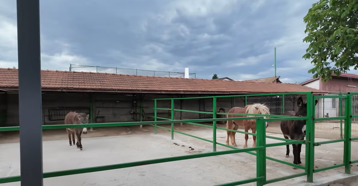 Imagini rare cu proprietatea lui Nuțu Cămătaru. Cum arată domeniul din Ferentari unde sunt crescuți cai și animale exotice