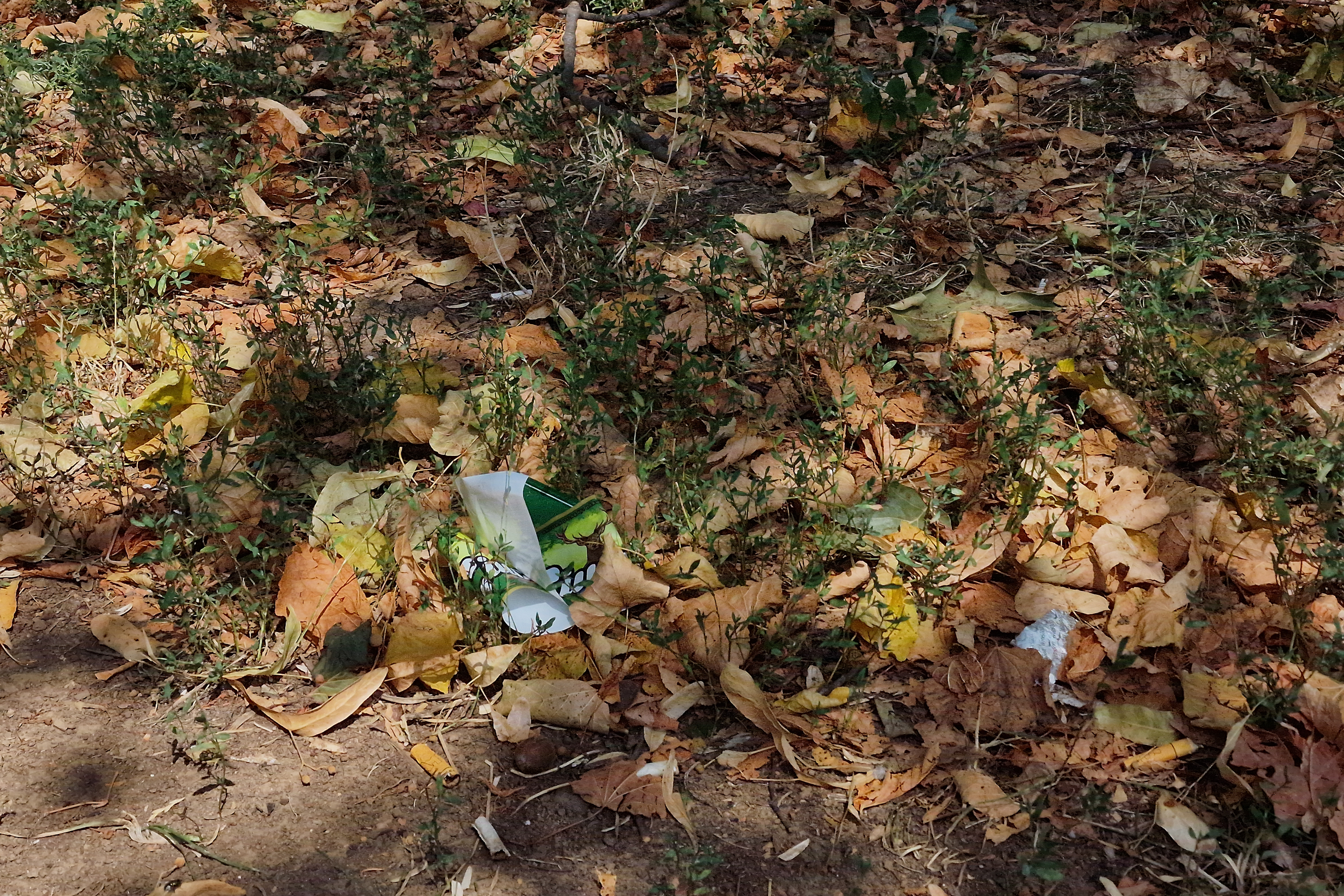 FOTO. În Parcul Circului din București, toată iarba e pârjolită. Rezistă, în schimb, gunoaiele