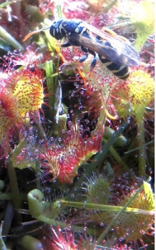 Grădina cu ciudăţenii! Colecționează plante carnivore | GALERIE FOTO