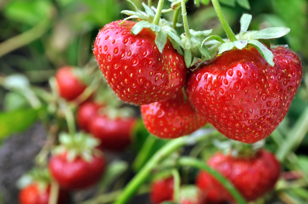 Căpșuni - plantare, cultivare și îngrijire. Ce beneficii are consumul de căpșuni și ce rețete poți încerca și cu fructele aromate