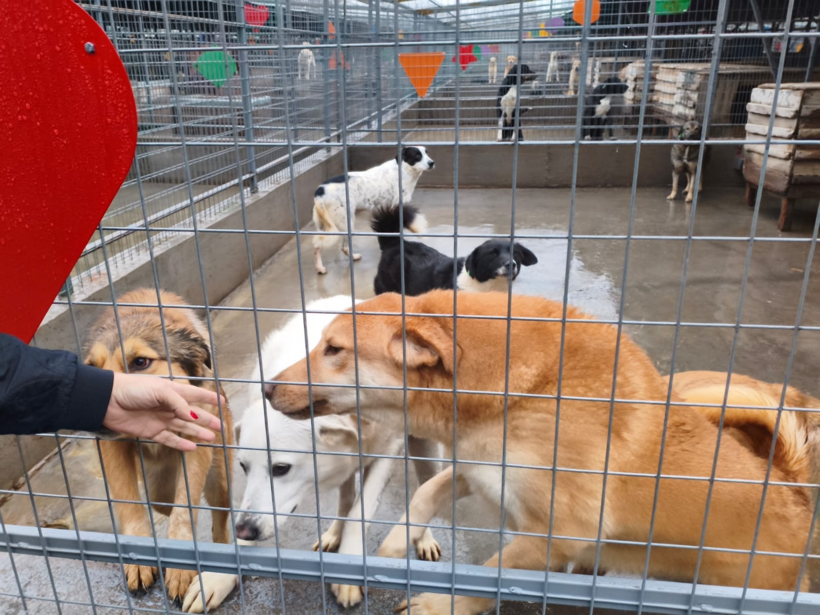Orașul câinilor. Localitatea din România care a ajuns să găzduiască cel mai mare adăpost din lume dedicat animalelor fără stăpân