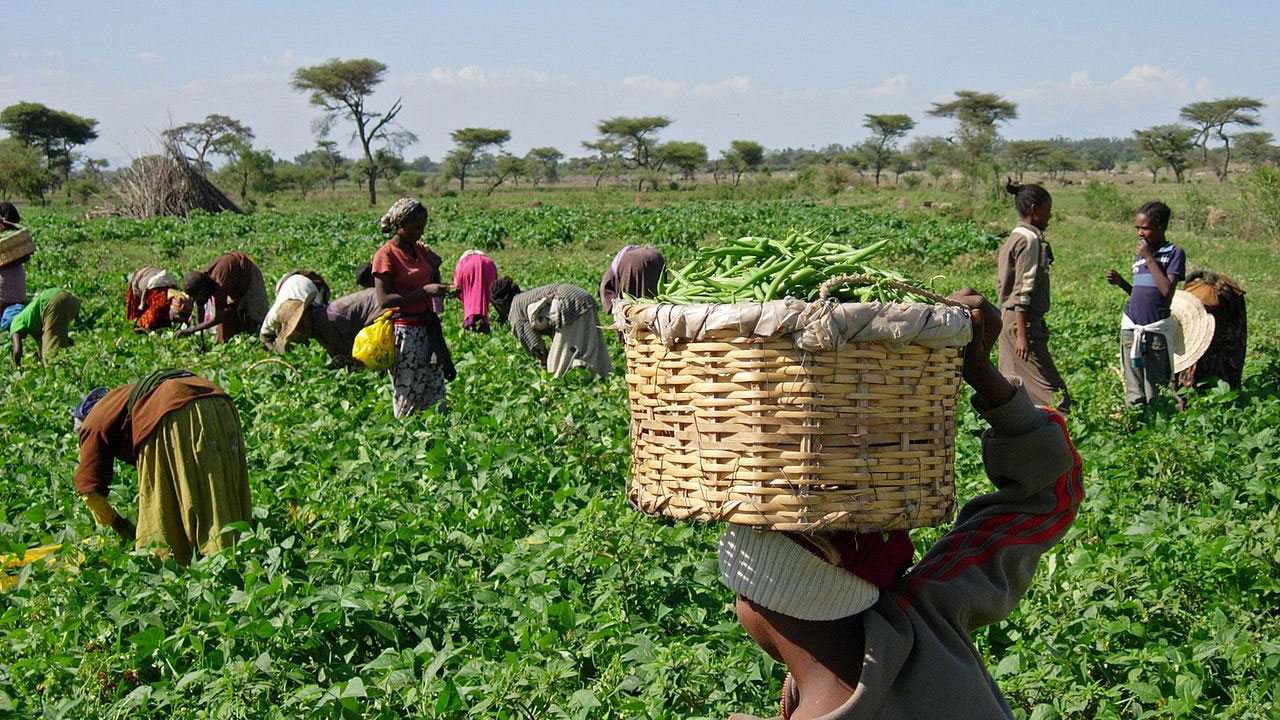 Across the continent, millions depend on farming, livestock rearing, and fishing as their primary source of livelihood