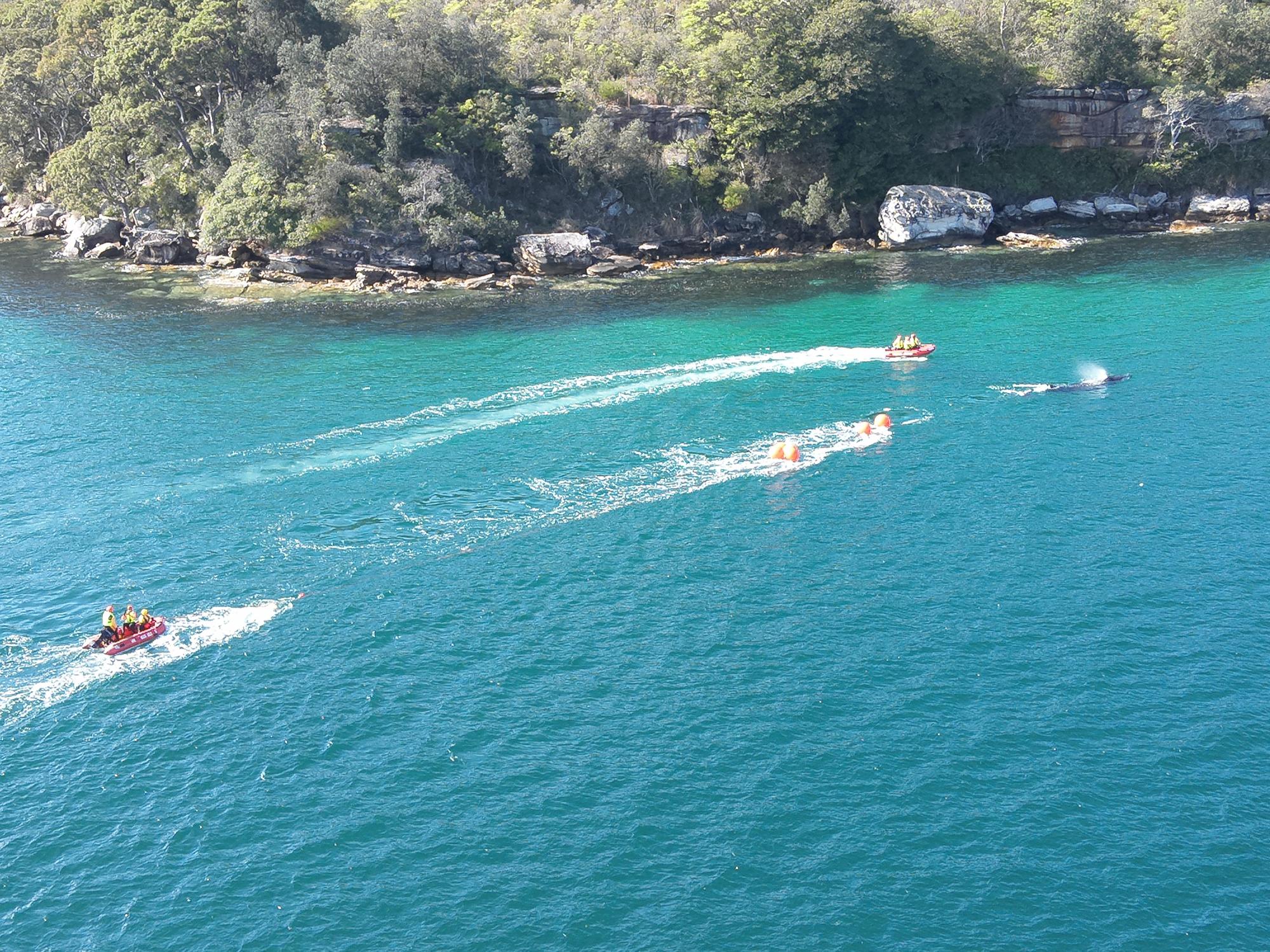 O balenă încurcată într-o plasă de pescuit a fost salvată în portul Sydney. Imagini din timpul intervenției