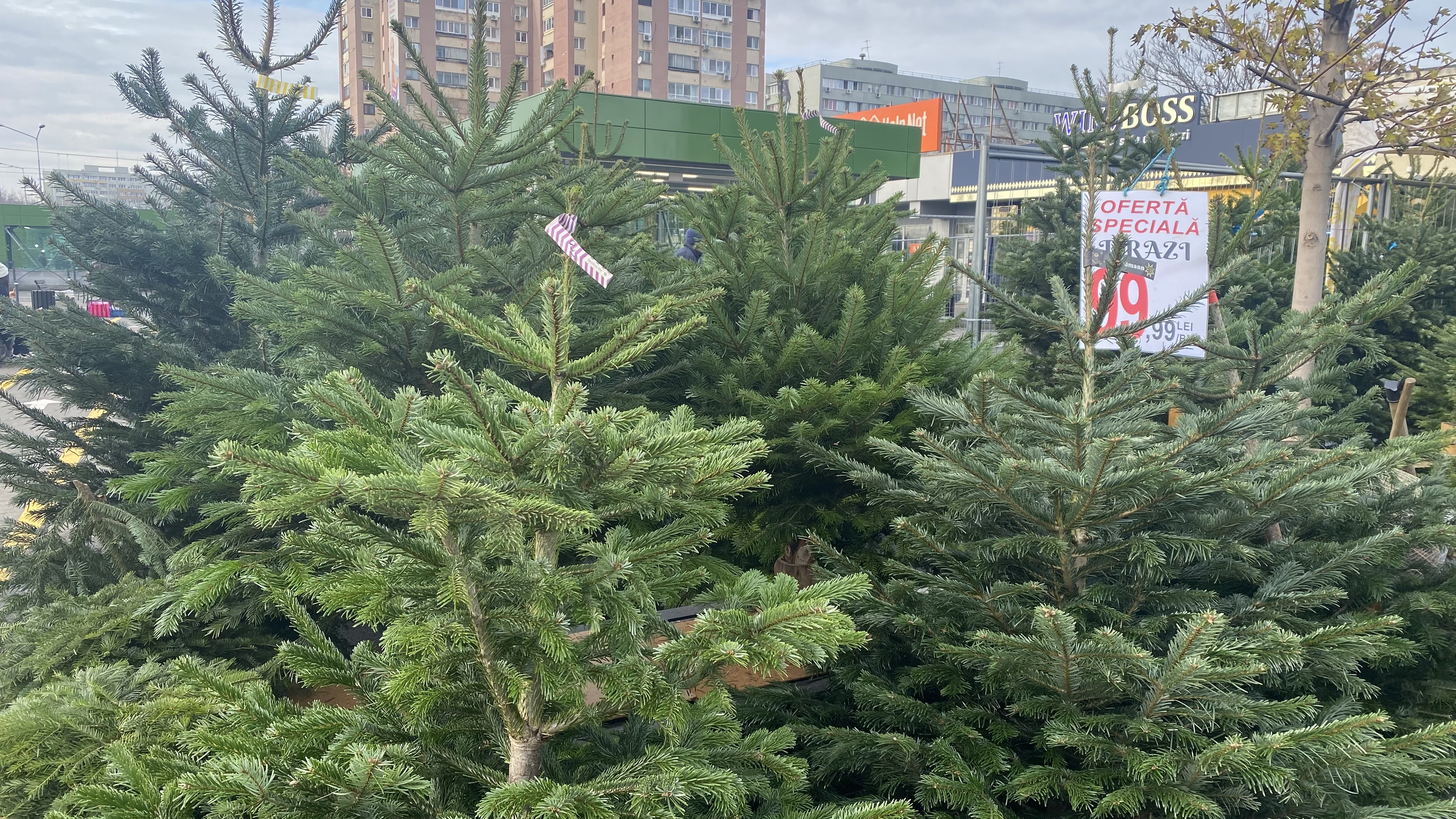 Cât costă brazii de Crăciun? Unde găsești sub 60 de lei și ce conține oferta premium la 4.900 de lei