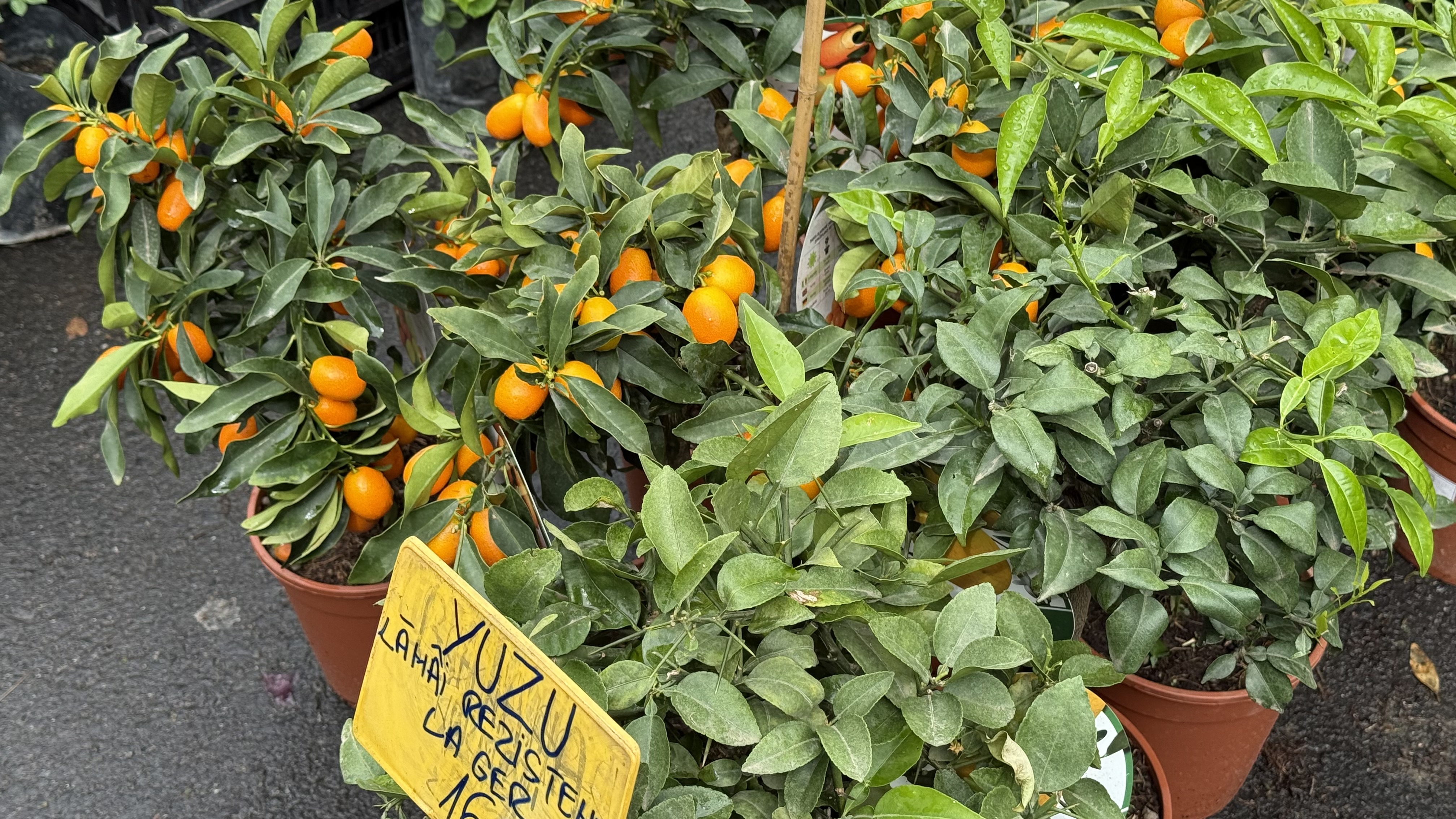 Explozie de flori și fructe exotice la Agronomie. Cât au plătit oamenii pentru „Mâna lui Buddha” „Banana Nordului” și smochinul mov