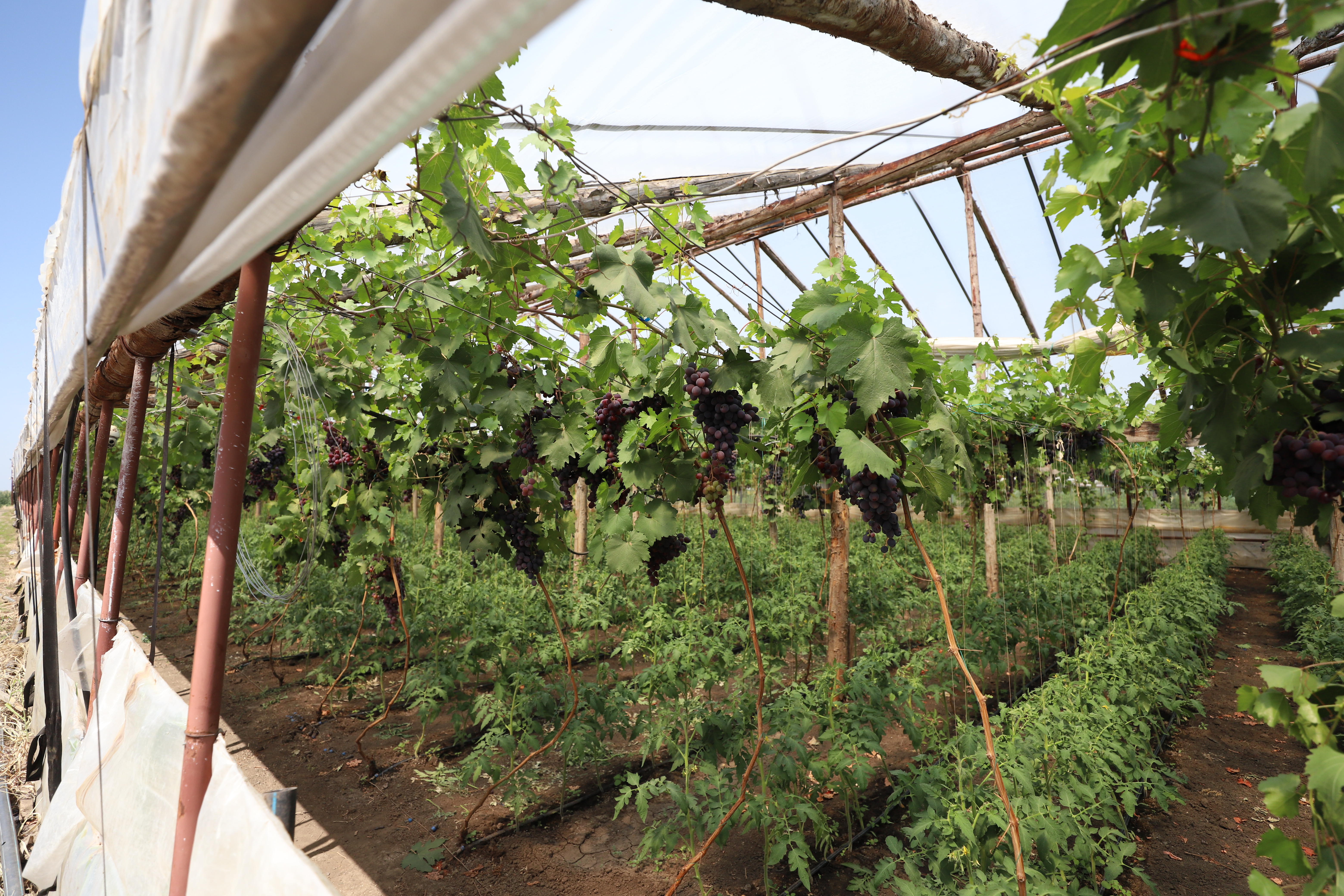 REPORTAJ. Furie în piața de legume din Glodeanu Sărat, Buzău. Lăsați la mâna samsarilor, producătorii locali își anunță abandonul: „Să pună Guvernul roșii!” 