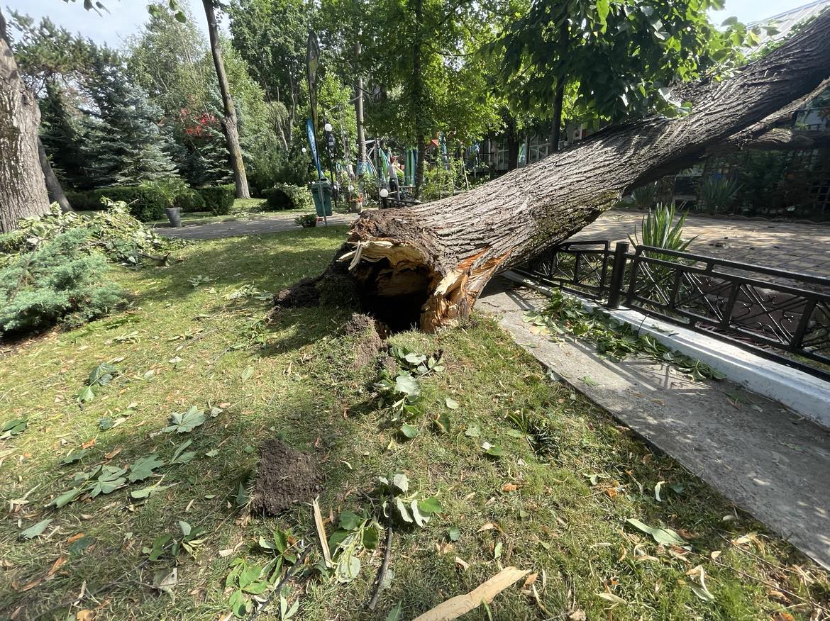 Cum arată Parcul Copou din Vaslui după ce a fost lovit de o furtună violentă. Copaci de 10 metri înălțime, smulși din rădăcină 