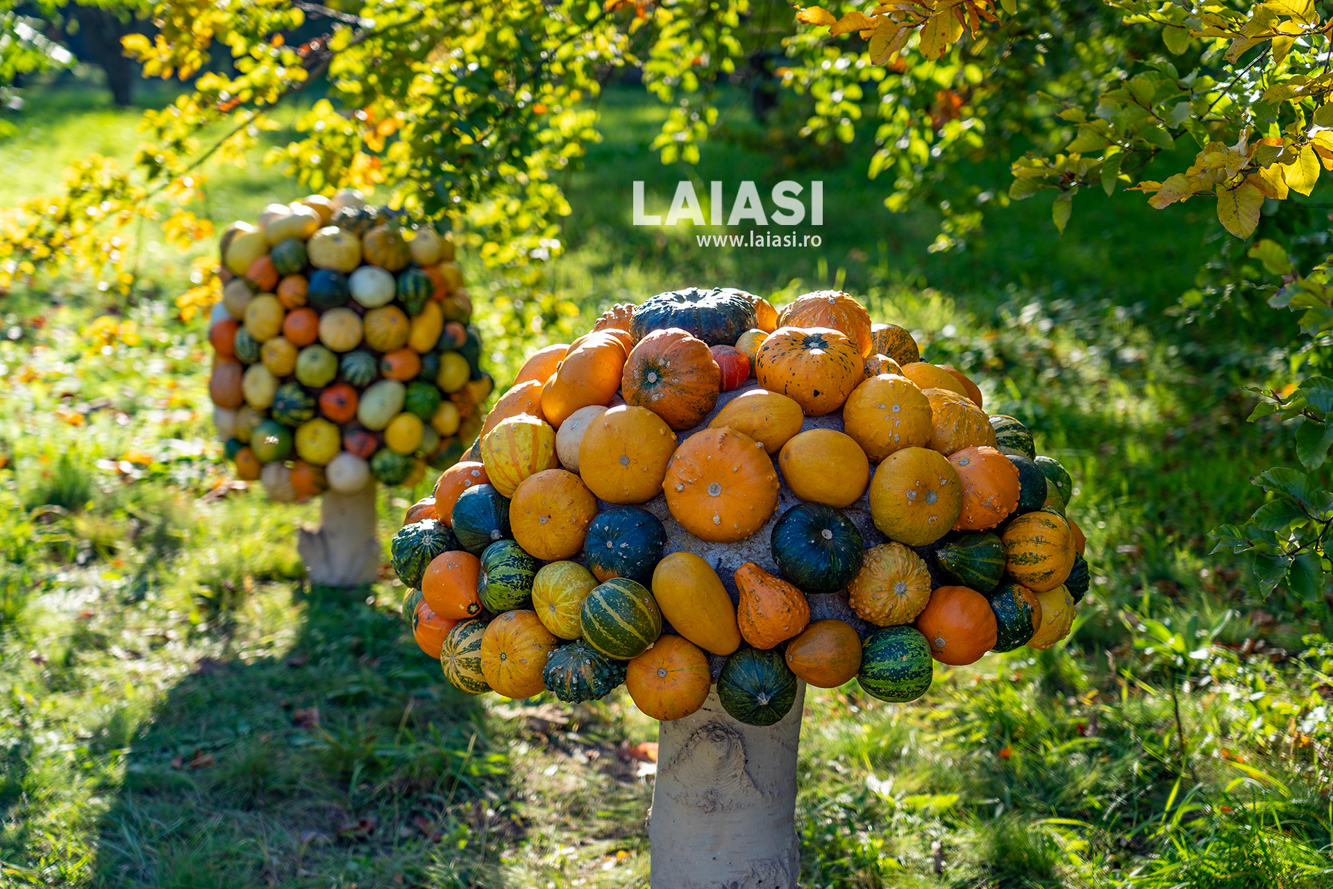 Cea mai așteptată expoziție de flori de toamnă s-a deschis în Grădina Botanică din Iași. Zeci de vizitatori au venit să admire explozia de culori