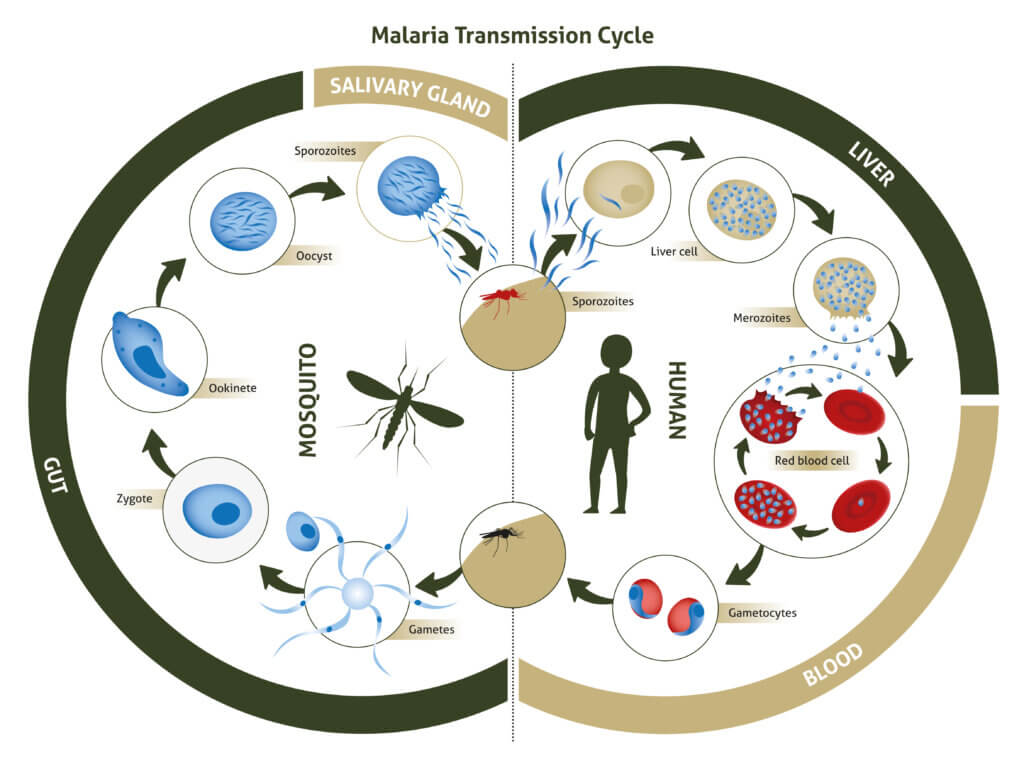 Malaria Illustration Malaria Transmission Cycle