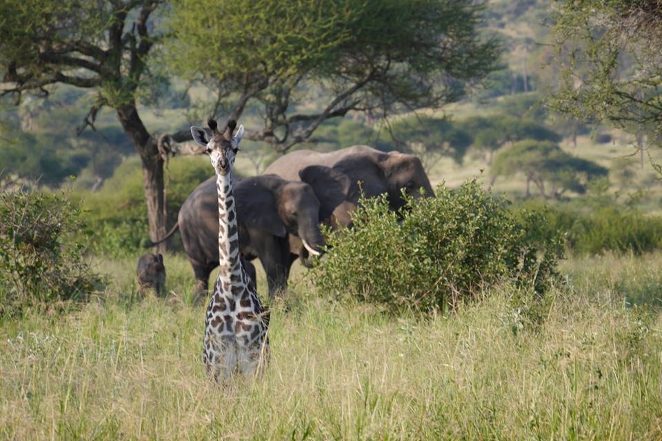 Un colaborator de-al lui Piţurcă îşi petrece vacanţa în Tanzania / GALERIE FOTO&VIDEO