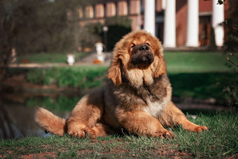 Mastiff Tibetan - ce caracteristici are și cum se dresează unul dintre cei mai puternici câini