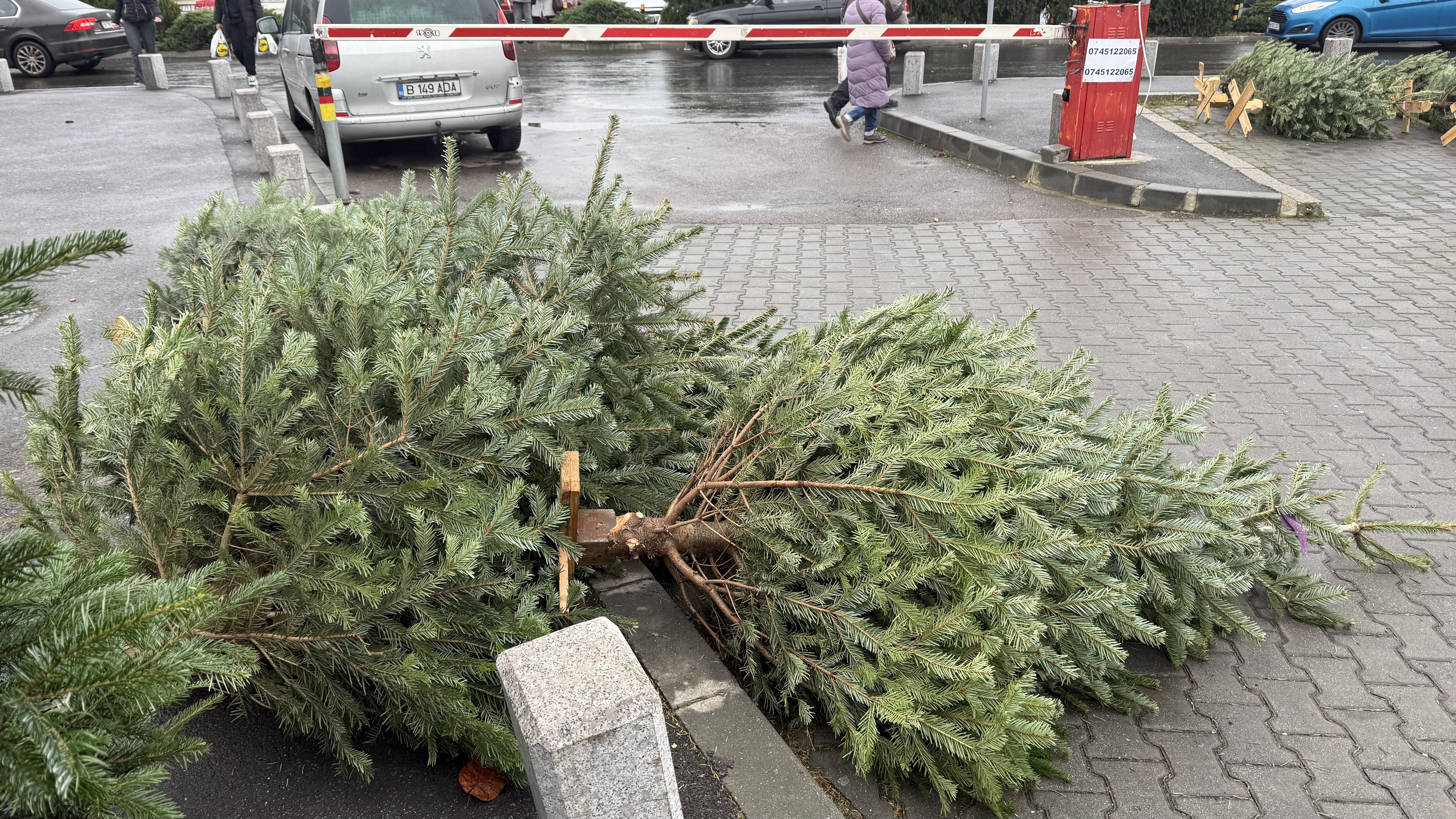 Brazii de Crăciun din Danemarca au invadat piețele din București. Cât costă anul acesta?