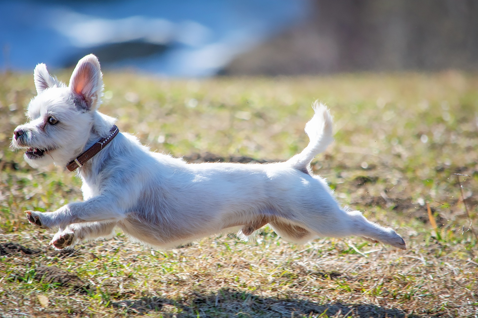 Bichon Maltez - ce caracteristici are una dintre cele mai vechi rase de câini