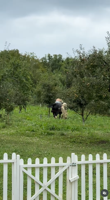 Imagini cu Dragoș Bucur în timp ce încearcă să călărească unul dintre caii familiei. Soția lui a surprins momentul. „Îl bagă în copaci”