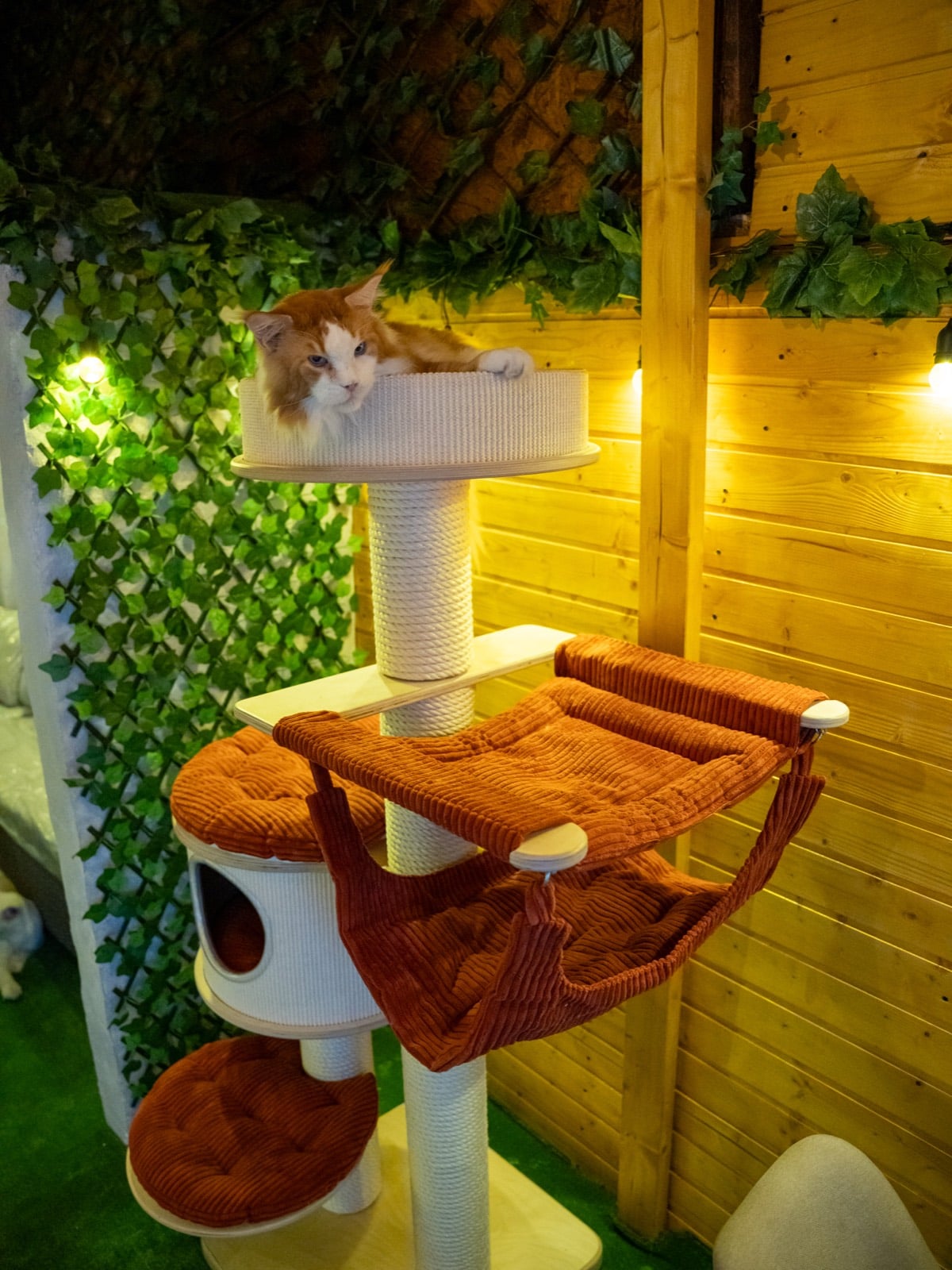 Prima cafenea cu pisici Maine Coon din România se deschide în București. Unde se află locația, prețurile din meniu și regulile casei