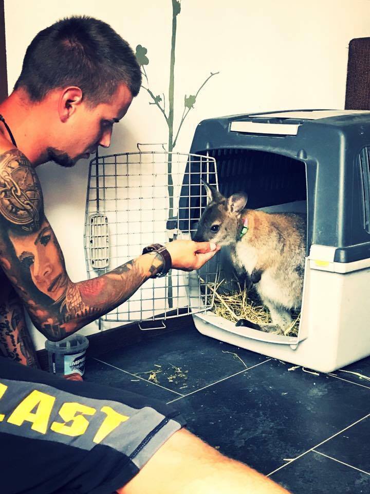 Un tânăr din Cluj crește un cangur ca animal de companie. Din Australia, Rin s-a adaptat în inima Transilvaniei
