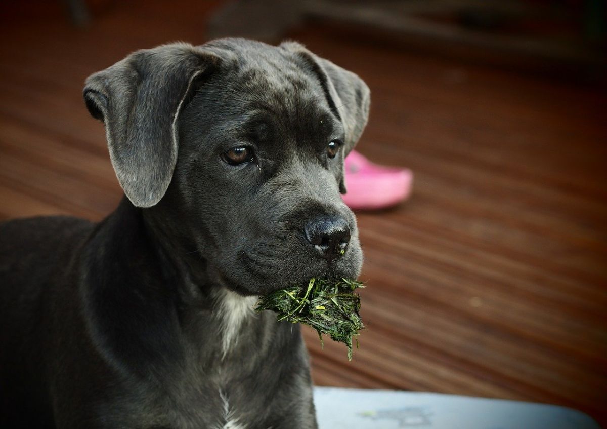 Cane Corso - ce caracteristici și temperament are. Cum se dresează patrupedul