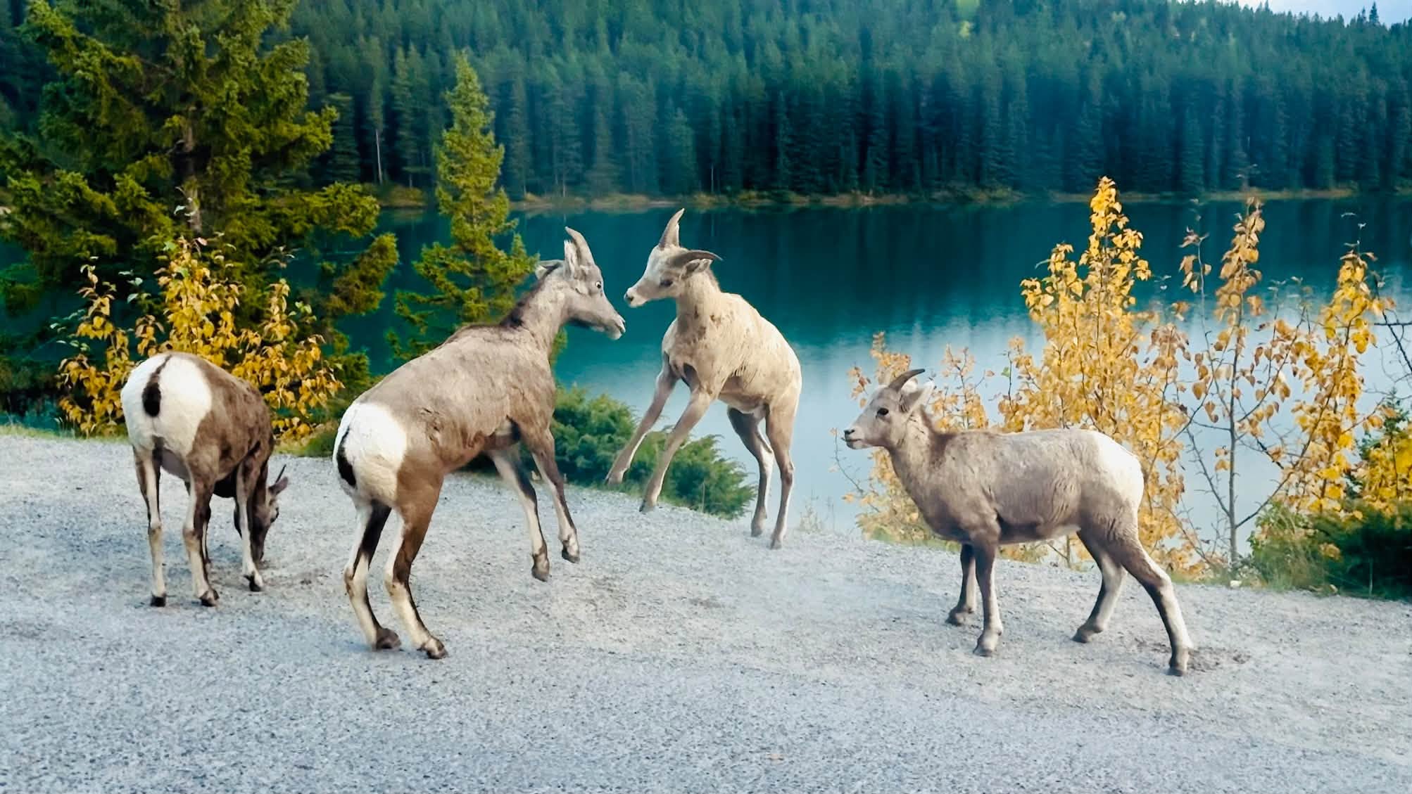 Corina Caragea, vacanță de vis în Canada