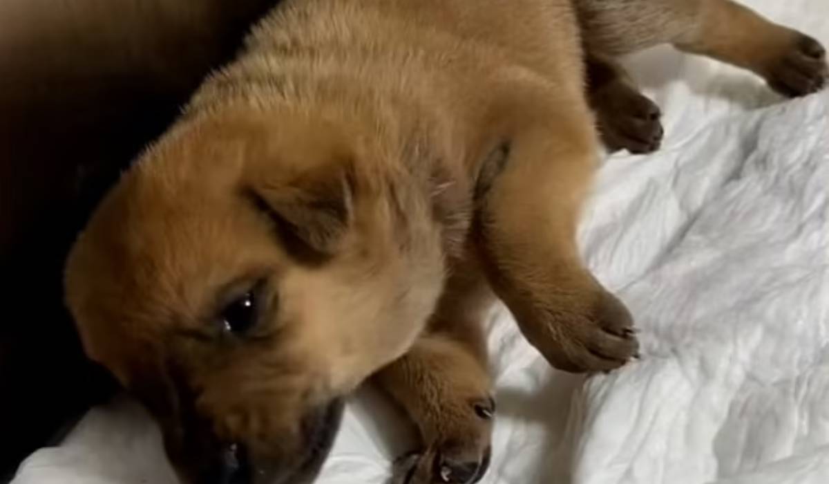 O cățelușă fără adăpost și-a dus singură puiul bolnav la veterinar. Imaginile au devenit virale