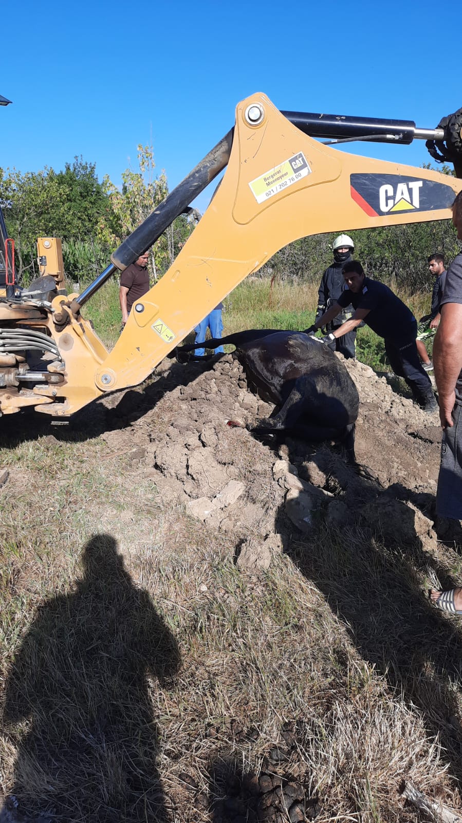 Cal salvat în Iași, după ce a căzut într-o fântână. Animalul a fost scos după două ore de pompieri