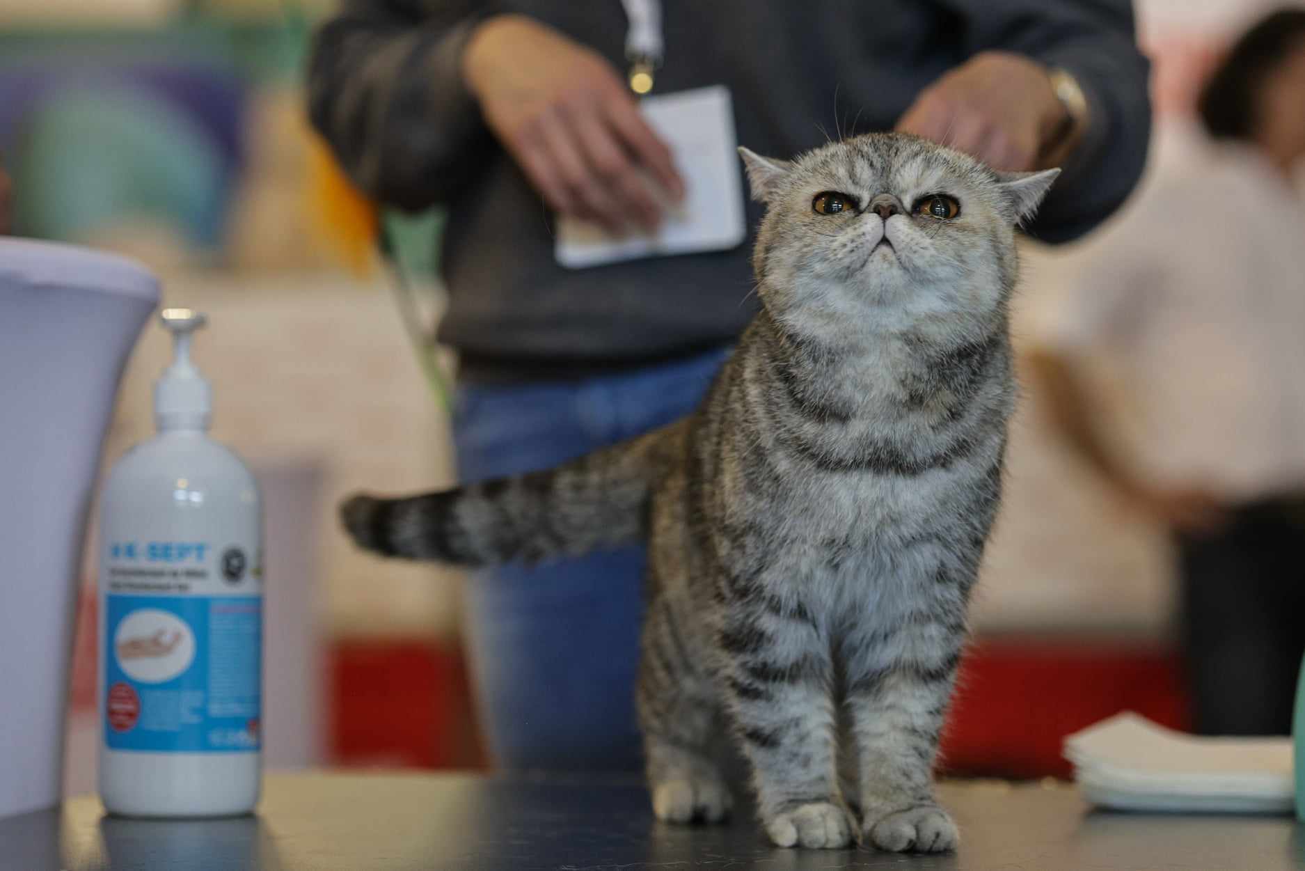 Nordri, câştigătorul cupei europene feline 2024, un superb motan alb din rasa Norvegian de Pădure, poate fi admirat la SofistiCAT, la Sala Palatului